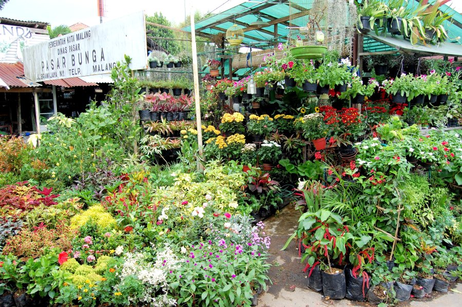 malang-flower-1