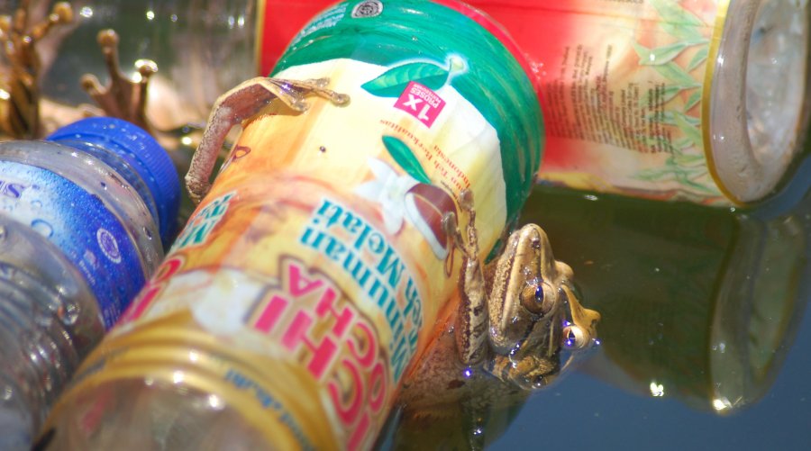 tea-frogs-2