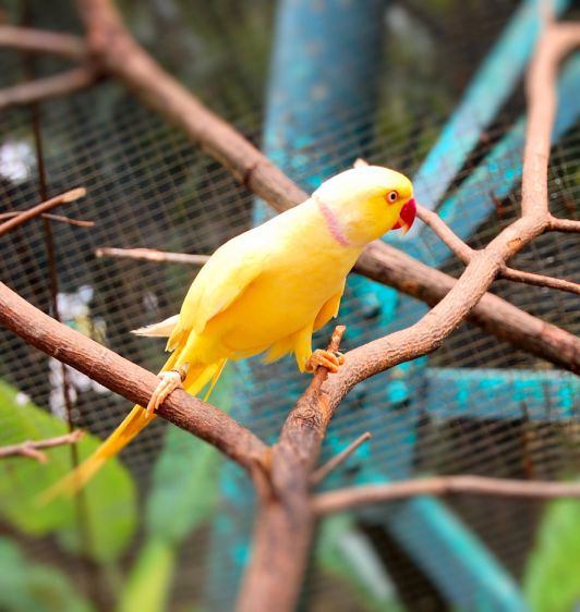 17 bird yellow parrot c