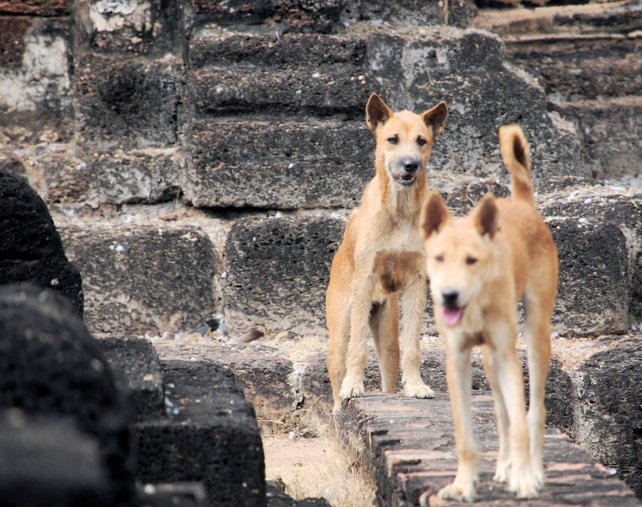Phra Phai doggies
