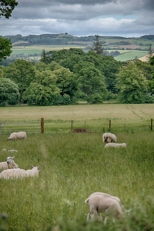 hSheep in a field 1c
