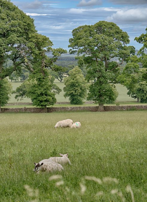 hSheep in a field 2c