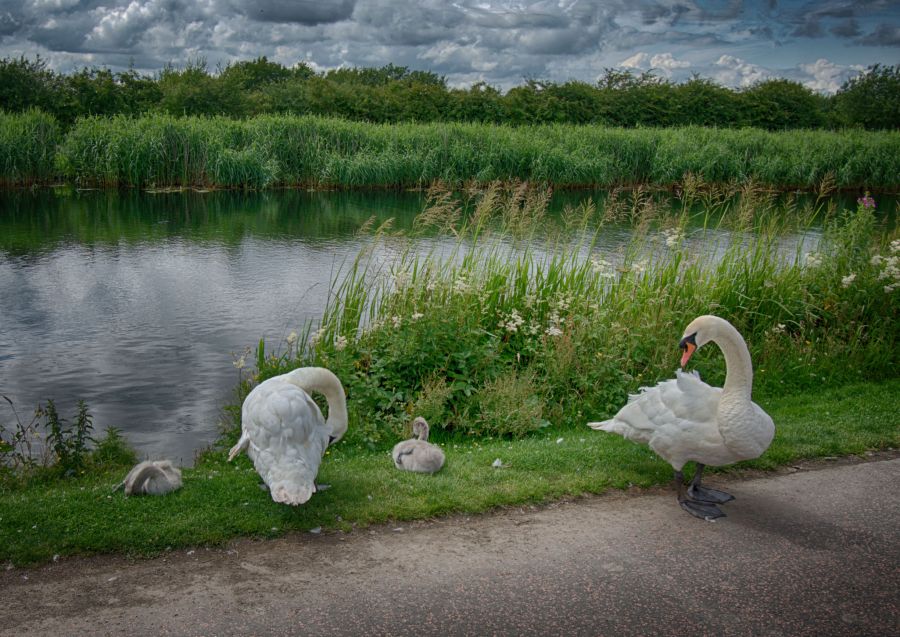2 K swans hdr